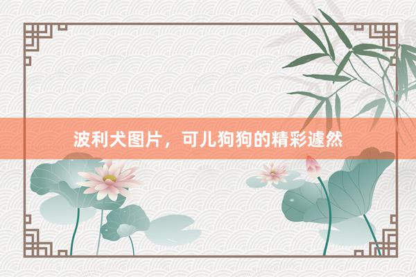波利犬图片，可儿狗狗的精彩遽然