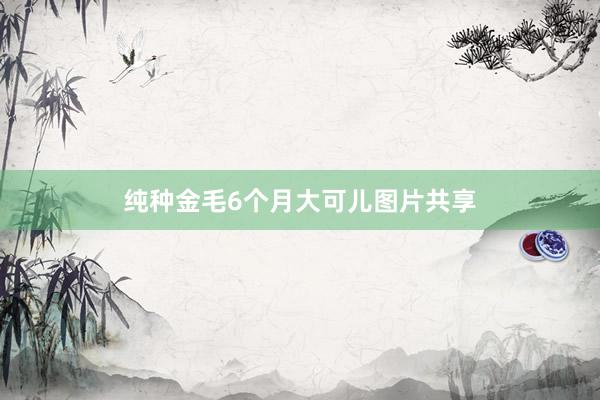 纯种金毛6个月大可儿图片共享
